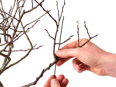 Hands use a cut wire to tie tree branches.